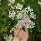 Pressed Flowers | Queen Anne’s Lace | Earrings