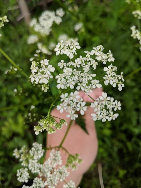 Pressed Flowers | Queen Anne’s Lace | Earrings